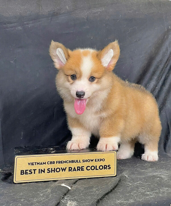 Chó Corgi Chân Lùn Màu Vàng Trắng Cái Mã CG289