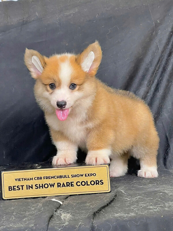 Chó Corgi Chân Lùn Màu Vàng Trắng Cái Mã CG289