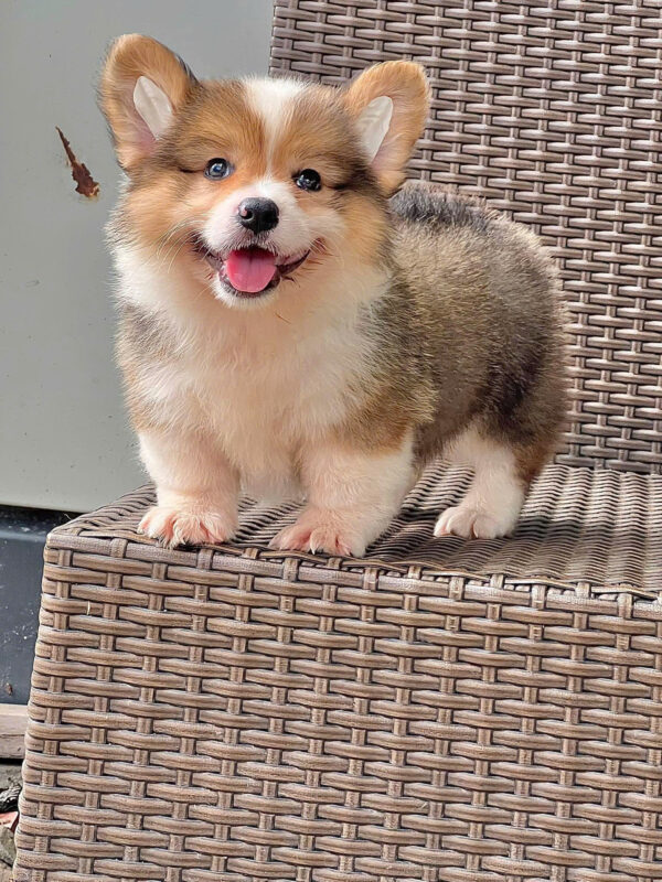 Chó Corgi Lông Dài Màu Tricolor Đực Mã CG290