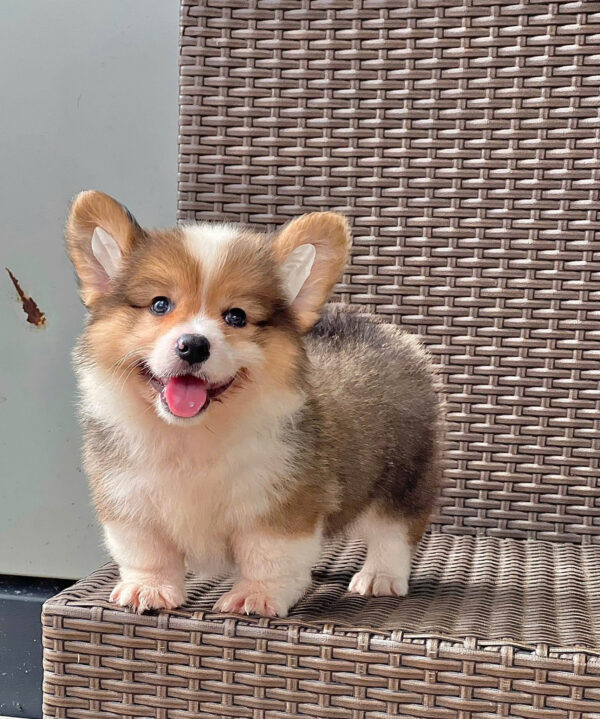 Chó Corgi Lông Dài Màu Tricolor Đực Mã CG290