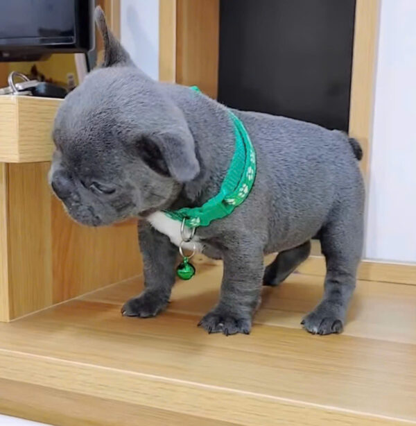 Chó Bull Pháp Màu Blue Mập Lùn Ngắn Siêu Đẹp Đực Mã BP292