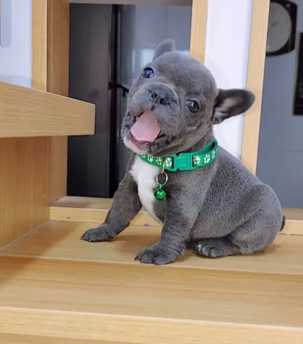 Chó Bull Pháp Màu Blue Mập Lùn Ngắn Siêu Đẹp Đực Mã BP292