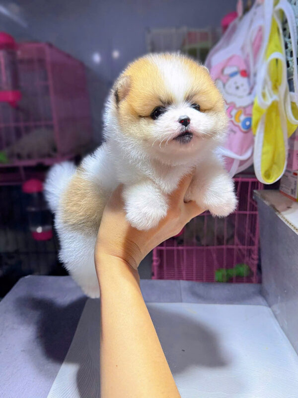Chó Phốc Sóc Size Teacup Màu Party Siêu Bé 300Gram Đực Mã PS294