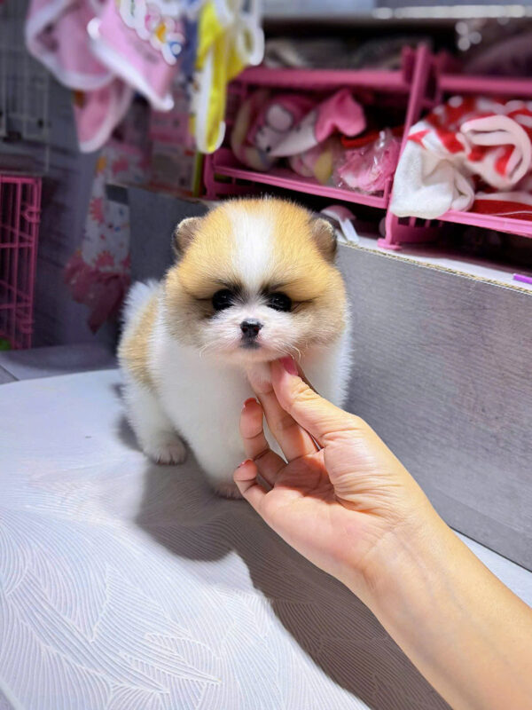 Chó Phốc Sóc Size Teacup Màu Party Siêu Bé 300Gram Đực Mã PS294