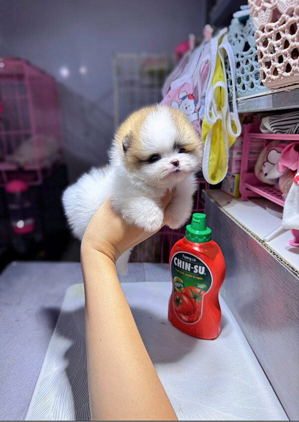 Chó Phốc Sóc Size Teacup Màu Party Siêu Nhỏ Cái Mã PS295