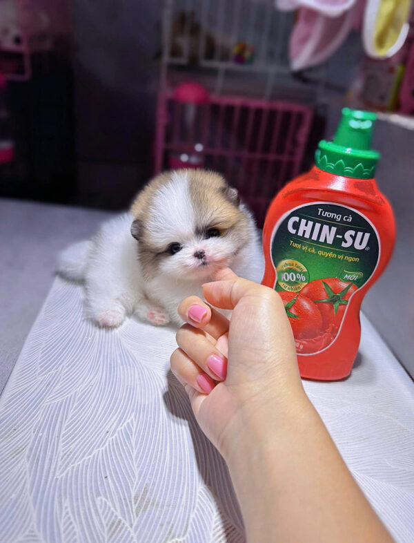 Chó Phốc Sóc Size Teacup Màu Party Siêu Nhỏ Cái Mã PS295