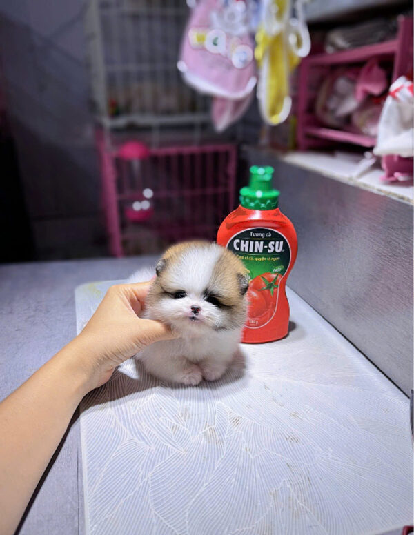 Chó Phốc Sóc Size Teacup Màu Party Siêu Nhỏ Cái Mã PS295