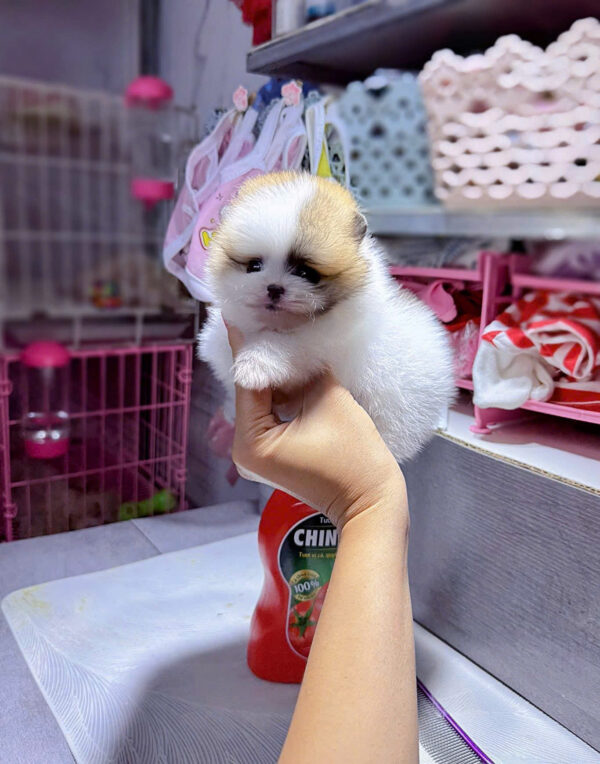 Chó Phốc Sóc Size Teacup Màu Party Siêu Nhỏ Cái Mã PS295