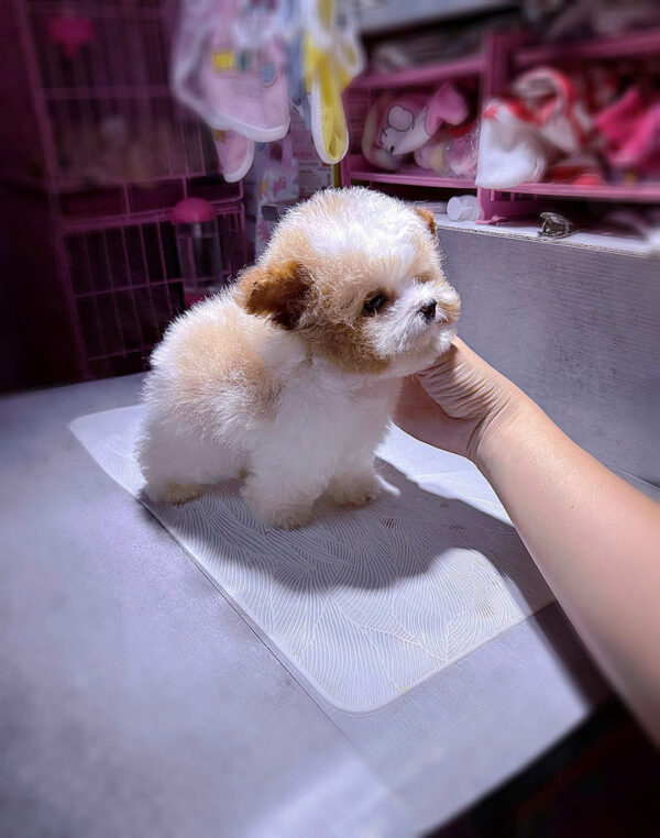 Chó Poodle Tai Bướm Màu Bò Vàng Size Teacup Cái Mã PD296
