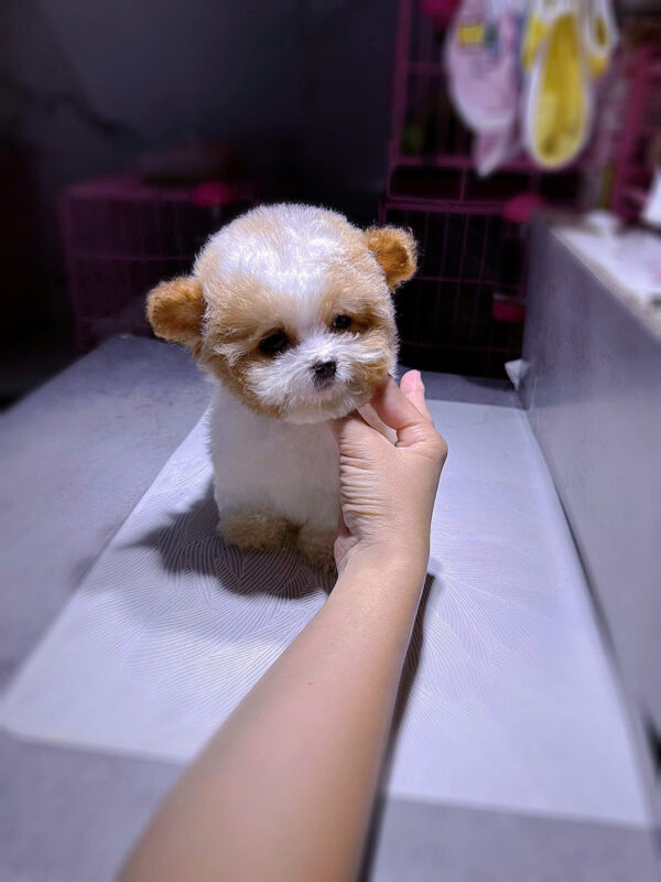Chó Poodle Tai Bướm Màu Bò Vàng Size Teacup Cái Mã PD296