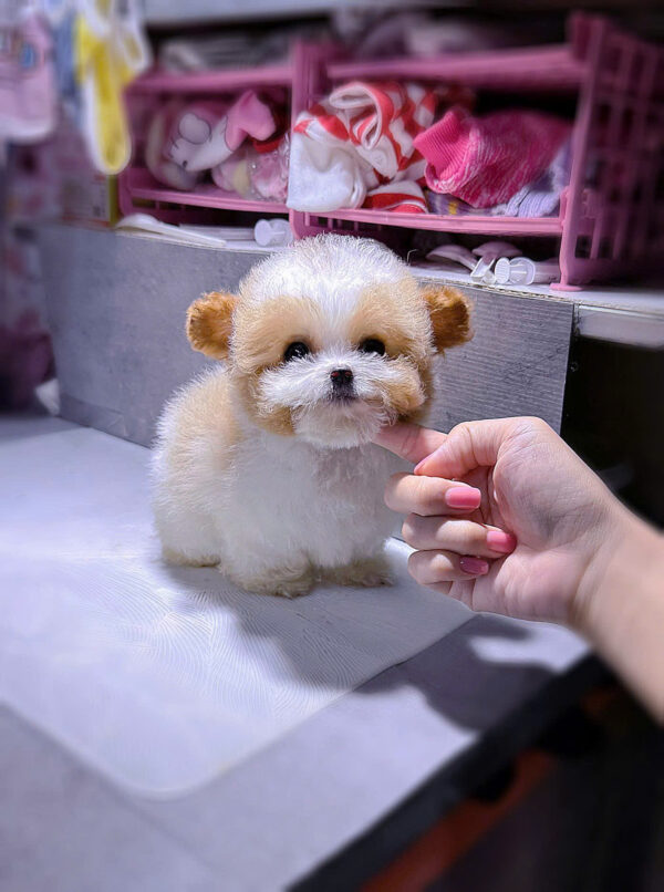 Chó Poodle Tai Bướm Màu Bò Vàng Size Teacup Cái Mã PD296
