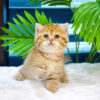 Mèo Anh Lông Ngắn Tabby Golden Đực Mã AN299