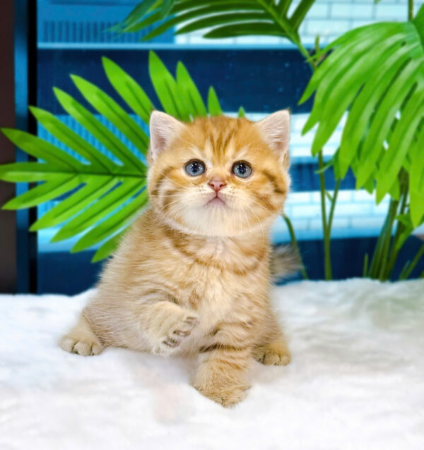 Mèo Anh Lông Ngắn Tabby Golden Đực Mã AN299