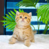 Mèo Anh Lông Ngắn Tabby Golden Đực Mã AN299