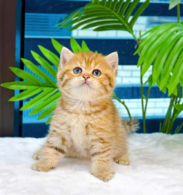 Mèo Anh Lông Ngắn Tabby Golden Đực Mã AN299
