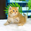 Mèo Anh Lông Ngắn Tabby Golden Đực Mã AN299