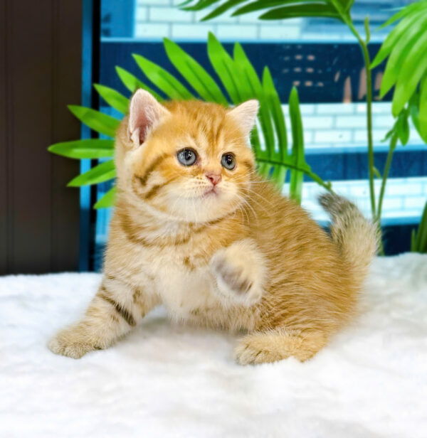 Mèo Anh Lông Ngắn Tabby Golden Đực Mã AN299