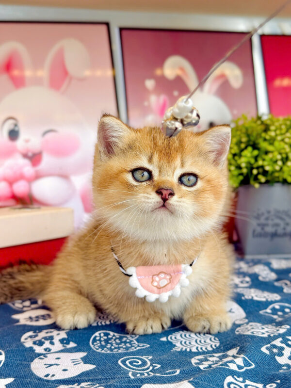 Mèo Anh Lông Ngắn Munchkin Màu Golden Ny25 Đực Mã AN302