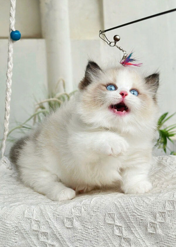 Mèo Ragdoll Munchkin Mắt Xanh Màu Bicolor Cái Mã RD304