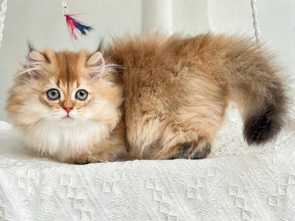 Mèo Anh Lông Dài Chân Lùn Màu Golden Đực Mã AD305