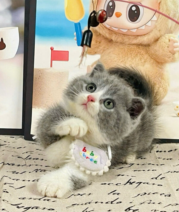 Mèo Anh Lông Ngắn Chân Lùn Màu Bicolor Cái Mã AN306
