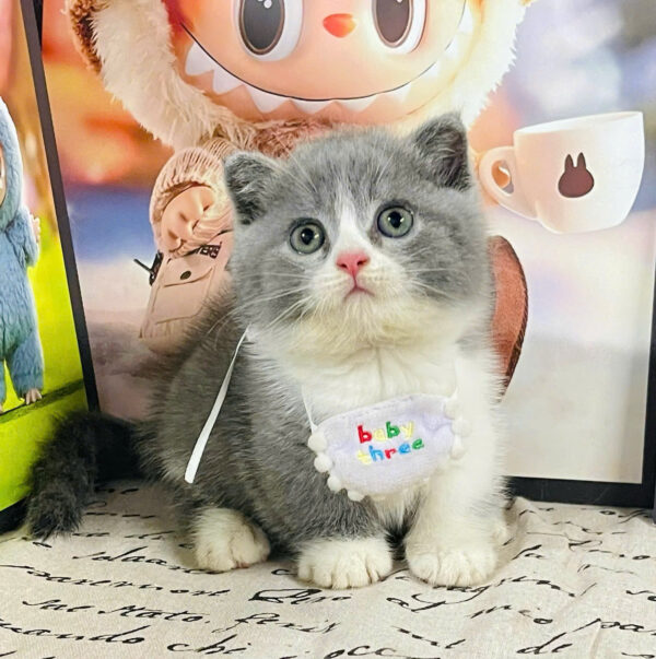 Mèo Anh Lông Ngắn Chân Lùn Màu Bicolor Cái Mã AN306
