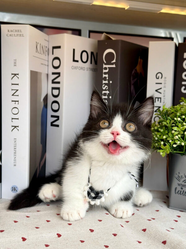 Mèo Anh Lông Ngắn Munchkin Tuxedo Màu Trắng Đen Đực Mã AN307