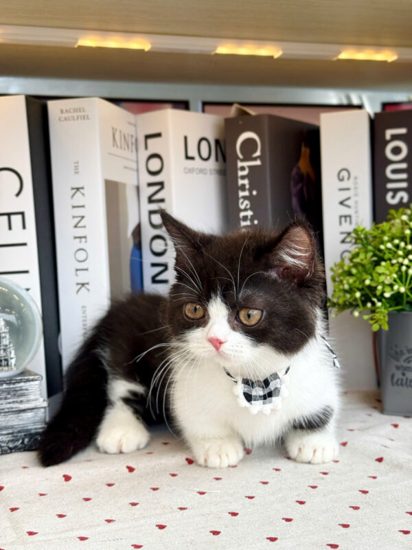 Mèo Anh Lông Ngắn Munchkin Tuxedo Màu Trắng Đen Đực Mã AN307