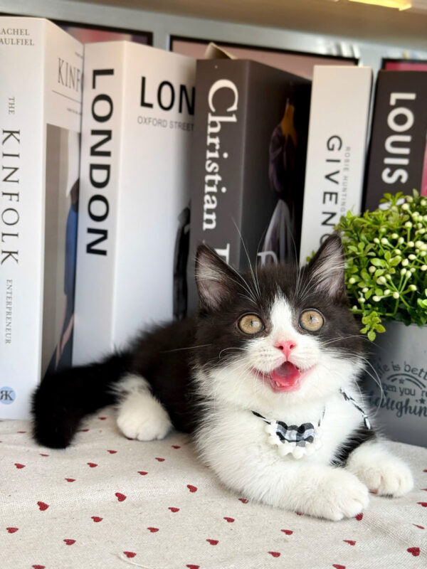 Mèo Anh Lông Ngắn Munchkin Tuxedo Màu Trắng Đen Đực Mã AN307