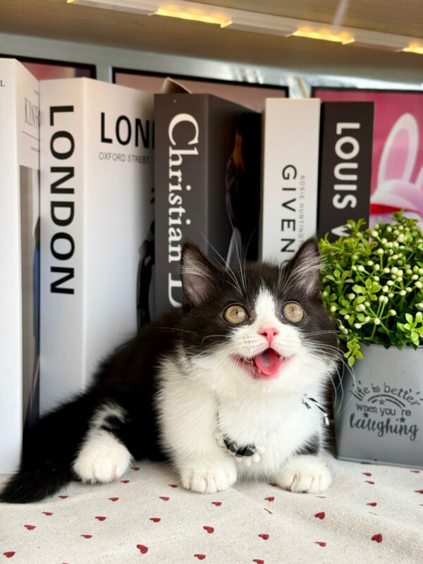Mèo Anh Lông Ngắn Munchkin Tuxedo Màu Trắng Đen Đực Mã AN307