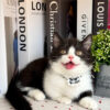 Mèo Anh Lông Ngắn Munchkin Tuxedo Màu Trắng Đen Đực Mã AN307