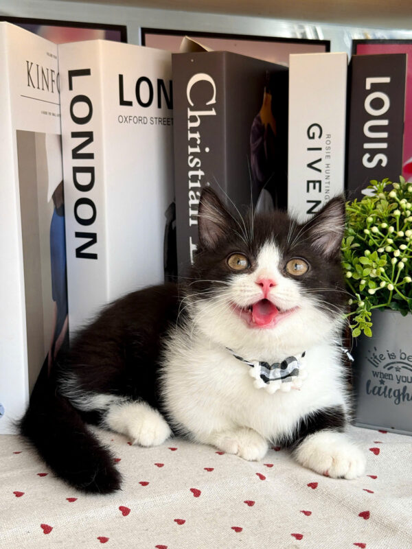 Mèo Anh Lông Ngắn Munchkin Tuxedo Màu Trắng Đen Đực Mã AN307