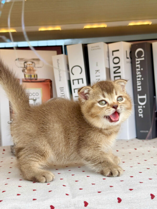 Mèo Anh Lông Ngắn Golden Choco Đực Mã AN308