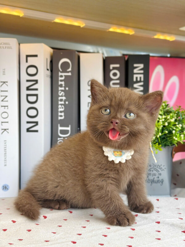 Mèo Anh Lông Ngắn Màu Chocolate Cái Mã AN309