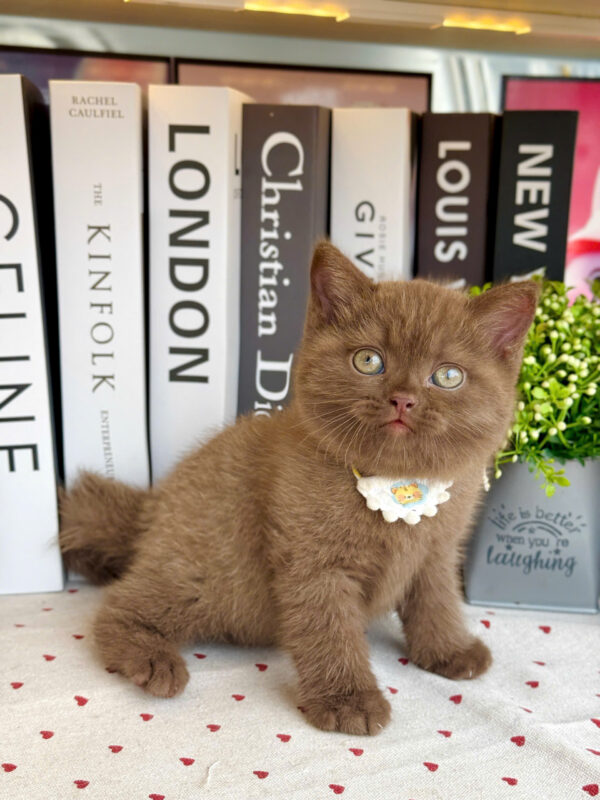 Mèo Anh Lông Ngắn Màu Chocolate Cái Mã AN309