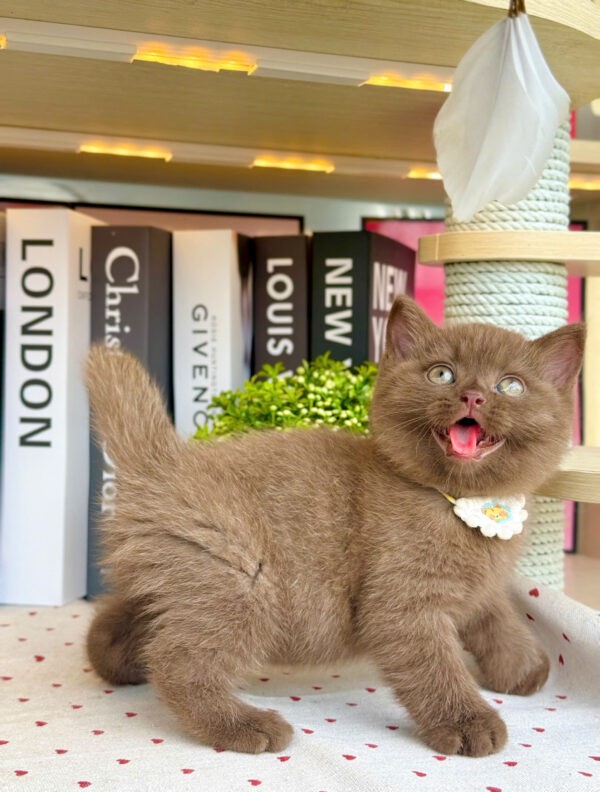 Mèo Anh Lông Ngắn Màu Chocolate Cái Mã AN309