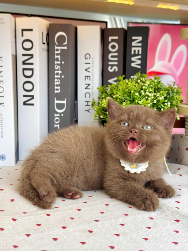 Mèo Anh Lông Ngắn Màu Chocolate Cái Mã AN309