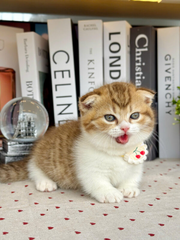 Mèo Anh Lông Ngắn Munchkin Tai Cụp Màu Golden Tabby Cái Mã AN312