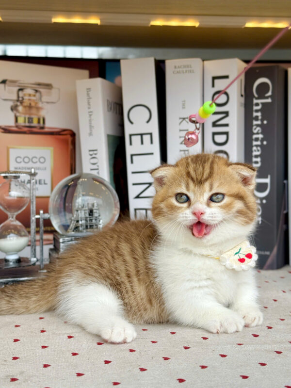 Mèo Anh Lông Ngắn Munchkin Tai Cụp Màu Golden Tabby Cái Mã AN312