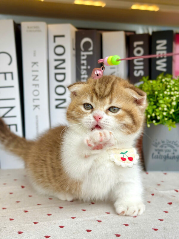 Mèo Anh Lông Ngắn Munchkin Tai Cụp Màu Golden Tabby Cái Mã AN312