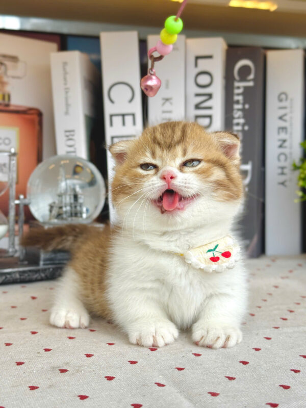 Mèo Anh Lông Ngắn Munchkin Tai Cụp Màu Golden Tabby Cái Mã AN312