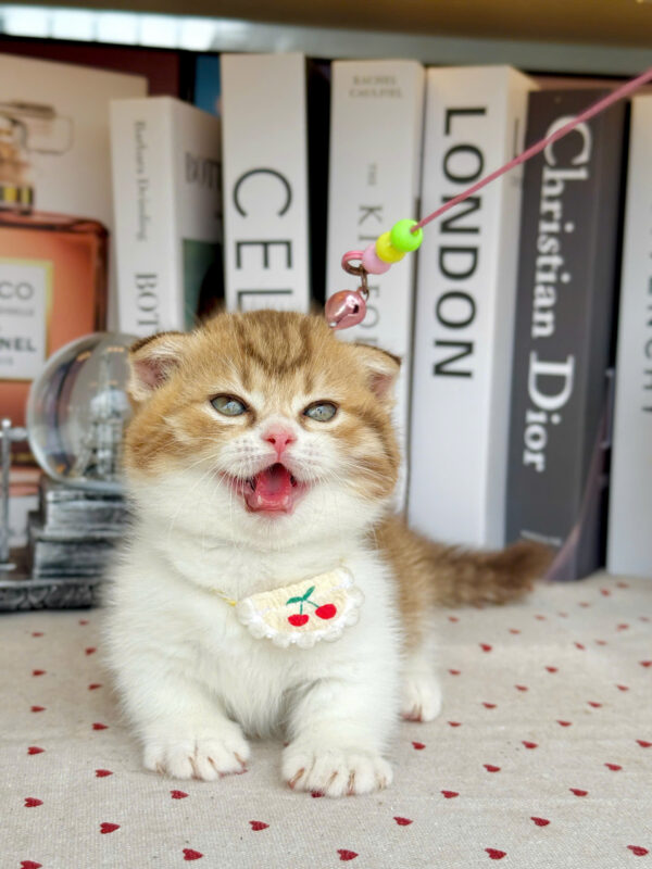 Mèo Anh Lông Ngắn Munchkin Tai Cụp Màu Golden Tabby Cái Mã AN312