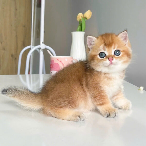 Mèo Anh Lông Ngắn Golden Ny11 Cái Mã AN316