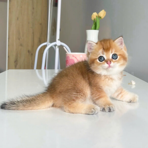 Mèo Anh Lông Ngắn Golden Ny11 Cái Mã AN316