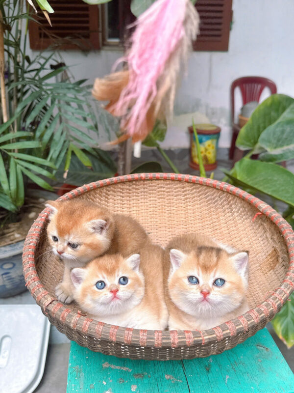 Mèo Anh Lông Ngắn Golden Ny12 Đực Mã AN317