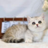 Mèo Anh Lông Ngắn Munchkin Màu Sillver Tabby Cái Mã AN318