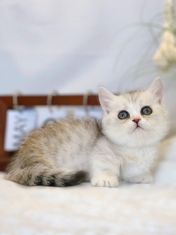 Mèo Anh Lông Ngắn Munchkin Màu Sillver Tabby Cái Mã AN318