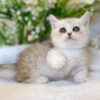Mèo Anh Lông Ngắn Munchkin Màu Sillver Tabby Cái Mã AN318