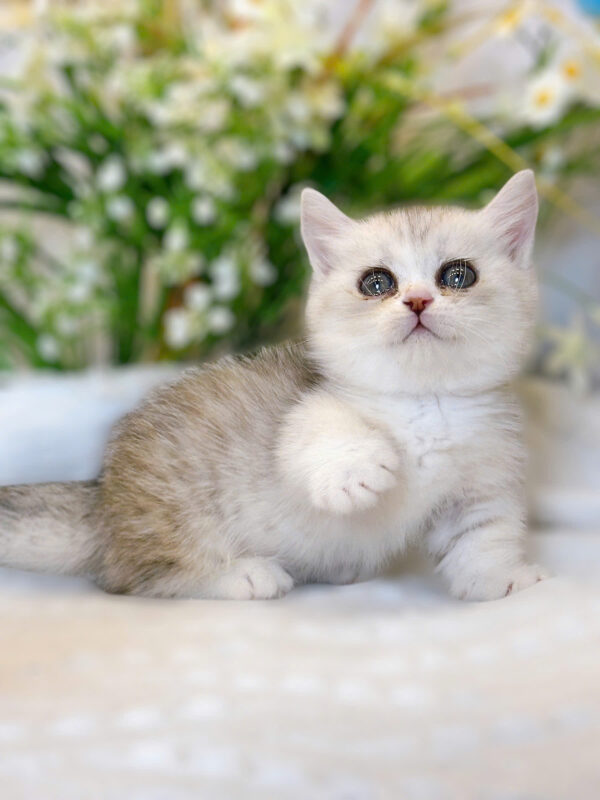 Mèo Anh Lông Ngắn Munchkin Màu Sillver Tabby Cái Mã AN318