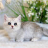 Mèo Anh Lông Ngắn Munchkin Màu Sillver Tabby Cái Mã AN318